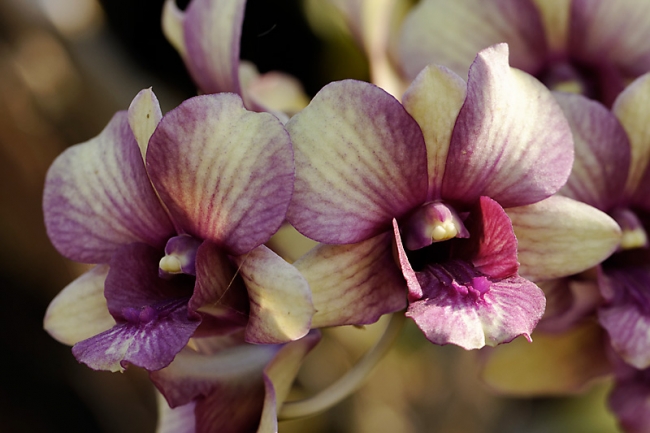 Fleurs FEV12-030